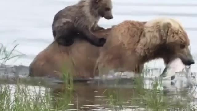 Mom is mom, although she is a bear, but still mom.