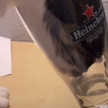 Cat drinks from glass cup