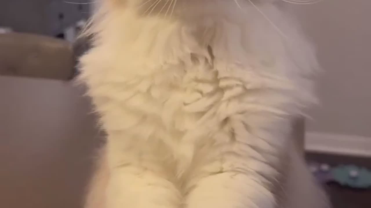 Cute cat reaction ❤️