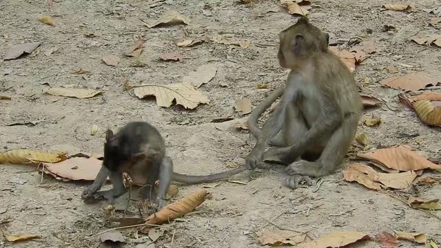 Funny animals #Cute baby monkey relax and play happily with brother#106# love animals