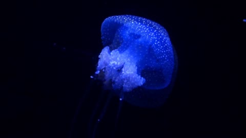 Jellyfish