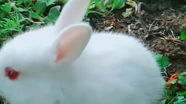 rabbit!