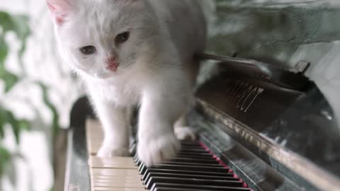 Cat walk in over the piano