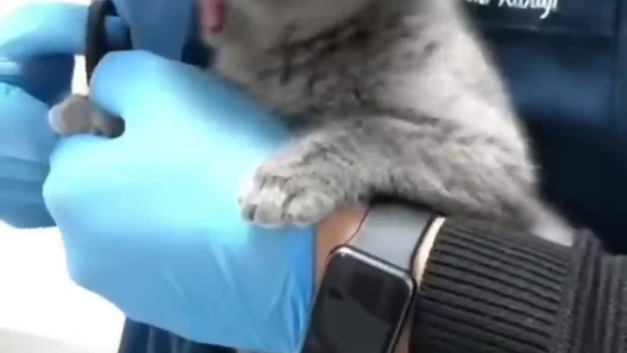 Watch These Disgruntled Cats Get the Most Unusual Beauty Treatment!#syl_vester #funny #ukraine #cat