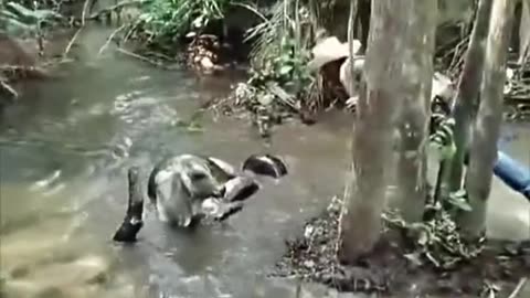 Python attacks a goat😱