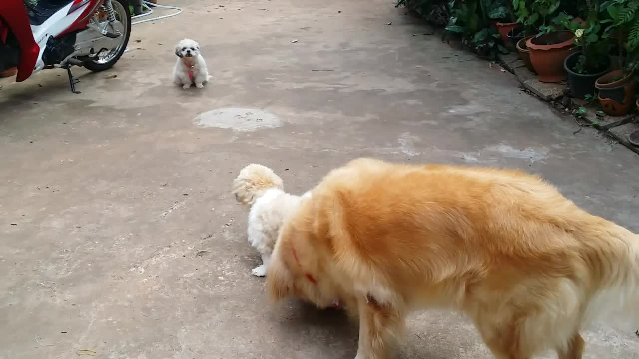 Golden Retriever takes Shih Tzu for a walk