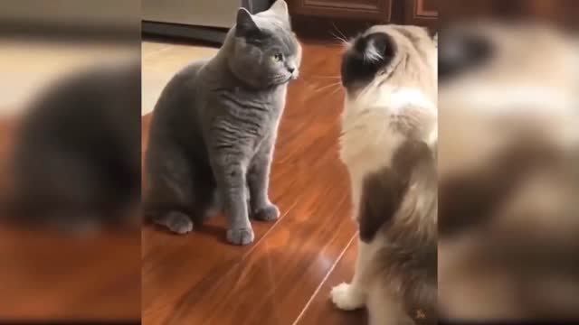 The Cutest and Funniest Videos of Cats