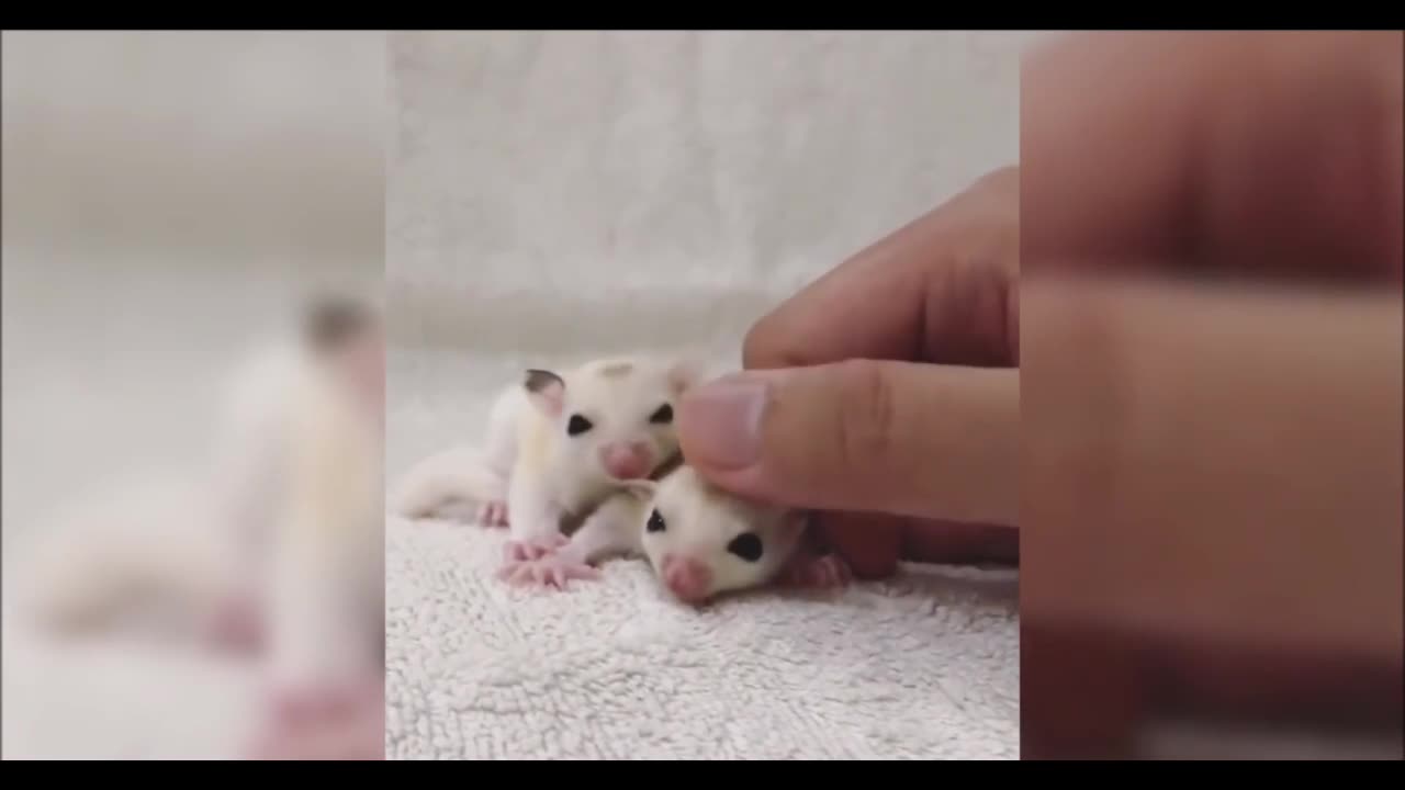 SUGAR GLIDERS Flying - Funny & Cute Compilation