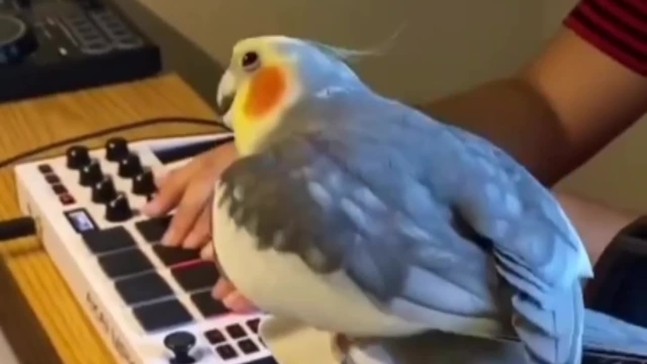 A parrot sings to a musical rhythm. Most beautiful video: 🦜🦜