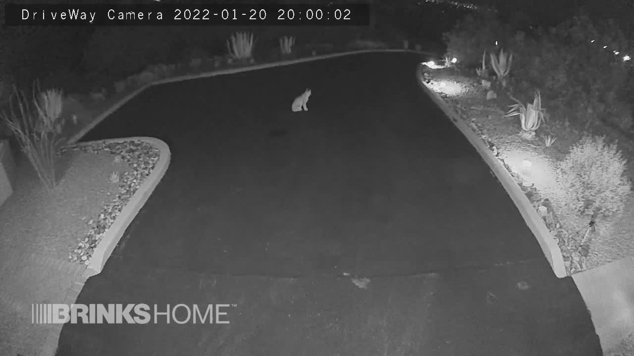 Bobcat sitting n the driveway