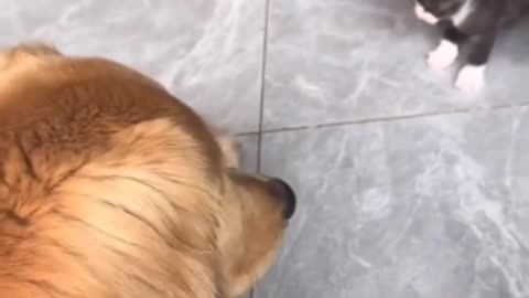 Dog and cat friendship video