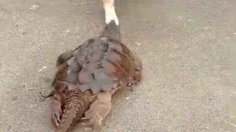 Funny cat video