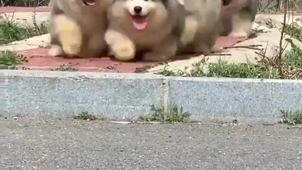 Nature & Animals🌴 - Alaskan Malamute puppies 😍😍