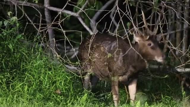 Photographer spotsSambar Deers at CentrallCatchment area