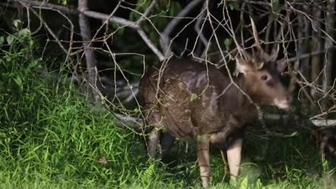 Photographer spotsSambar Deers at CentrallCatchment area