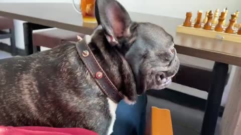 This French Bulldog Drags His Own Leash