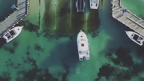 This is a beautiful and charming water-dwelling species