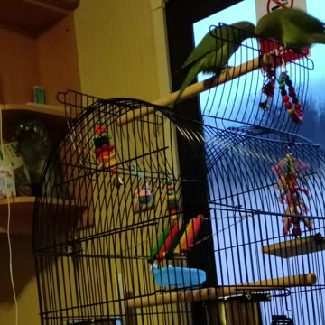 Our new ringneck parakeets are here!