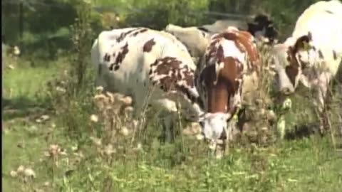 The beautiful Wholesome Dairy Farm Story in PA - retail success