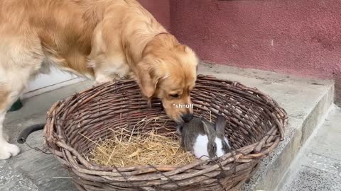 Gentle Golden Retriever Meets A Bunny For The First Time