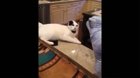 Funny cat videos