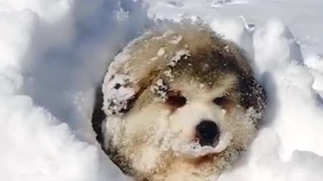Hide & Seek in the snow 🐶 – Fluffiest puppy