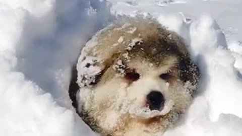 Hide & Seek in the snow 🐶 – Fluffiest puppy