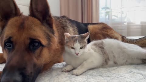 Pregnant Cat Protected by a German Shepherd [Cuteness Overload]