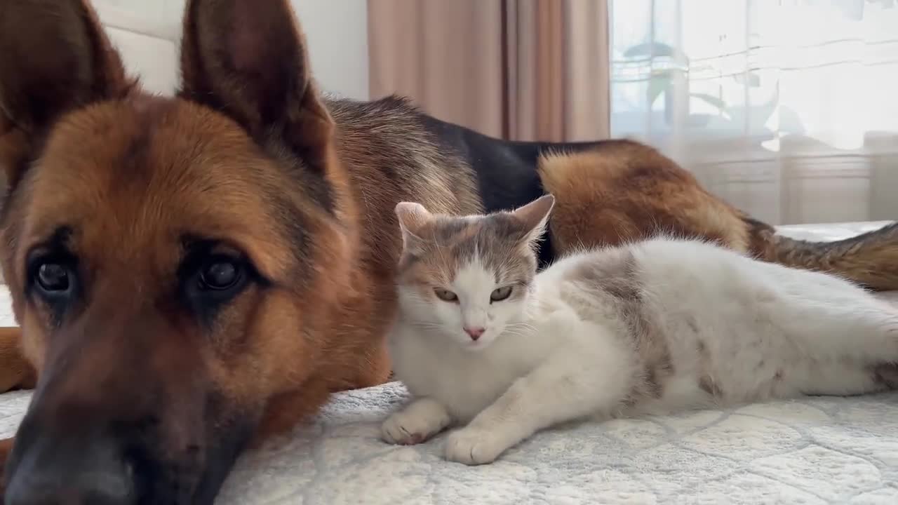 Pregnant Cat Protected by a German Shepherd [Cuteness Overload]