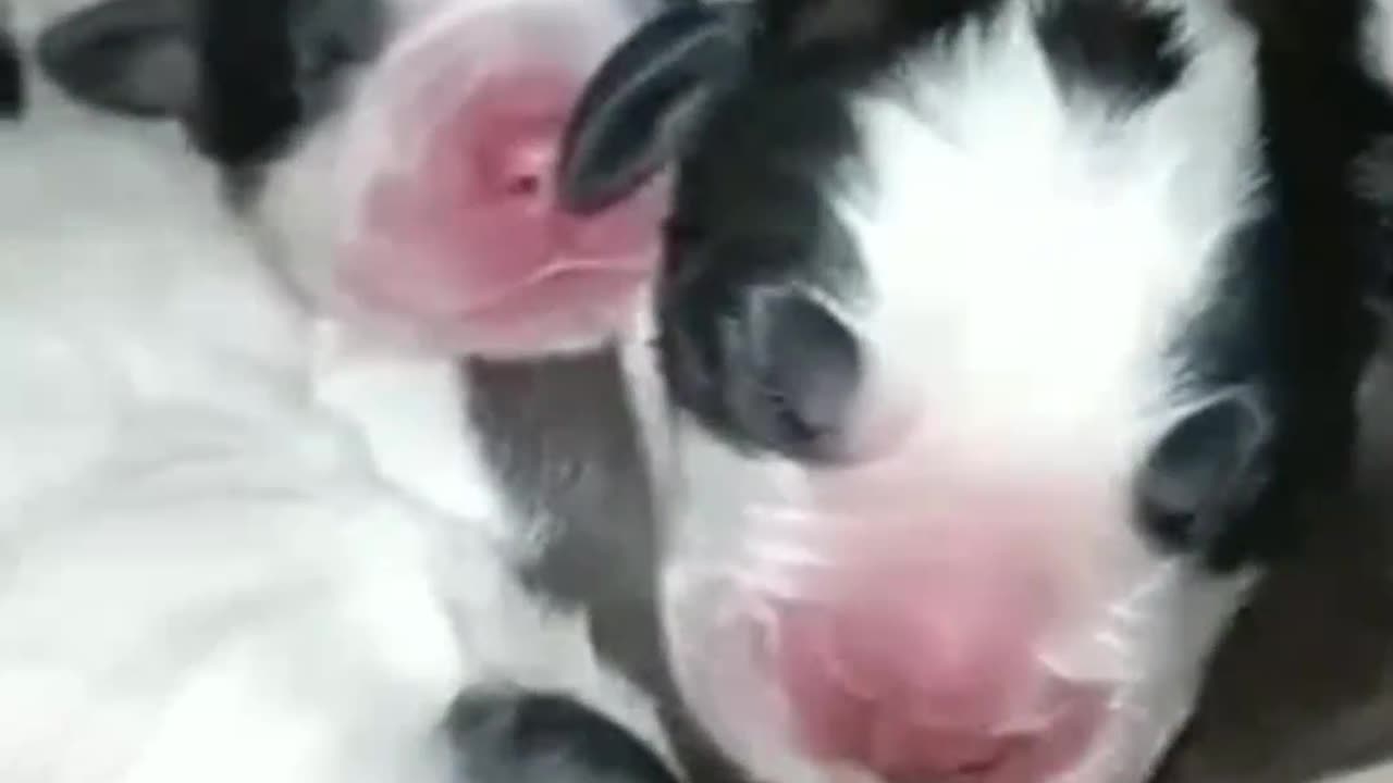 Sweet Dreams: Watch These Puppies Sleep Peacefully!