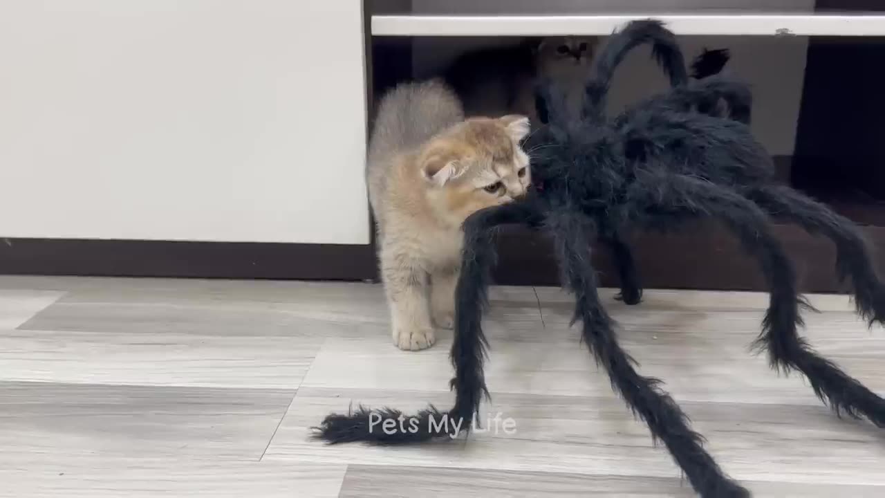 New funny Animals 2023 funniest cat and dogs# videos part 11