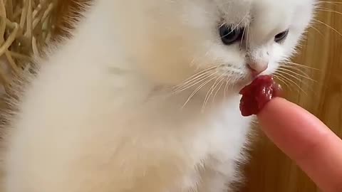 So cute cat baby. #cat #catvideo