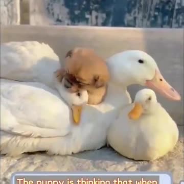 HEART TOUCHING- CUTE PUPPY FOUND HIS NEW AWESOME FAMILY