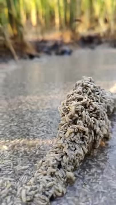 There Are Lots Of Maggots In The Water🤬