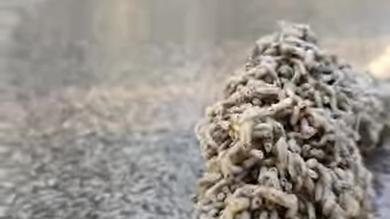 There Are Lots Of Maggots In The Water🤬