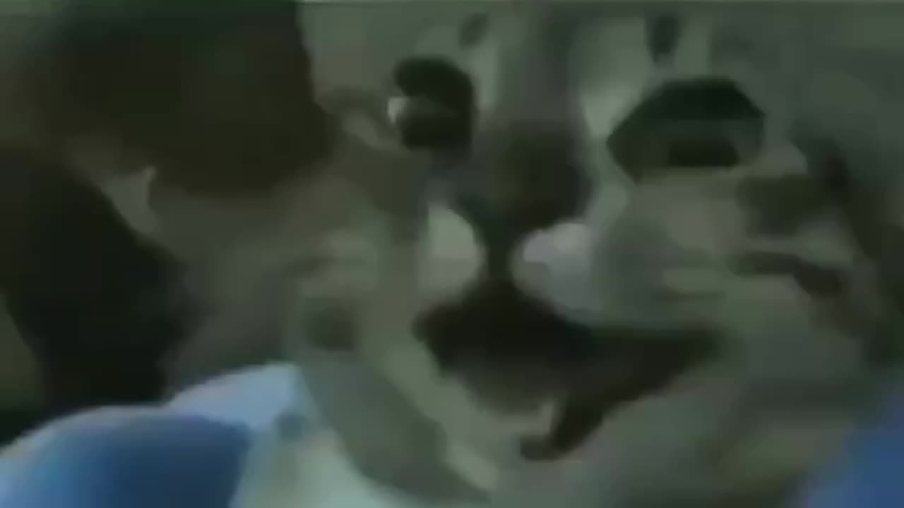 Cat meme 🙀🐈😺