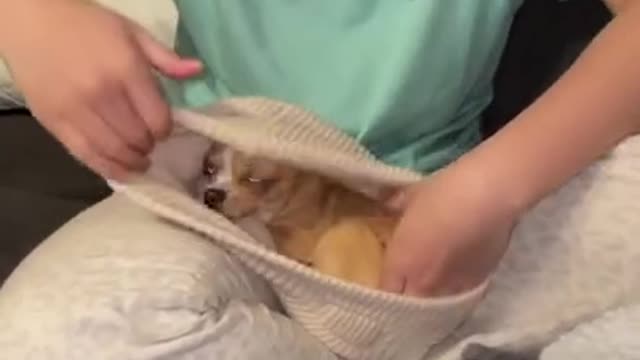 Chihuahua Climbs into Beanie ||