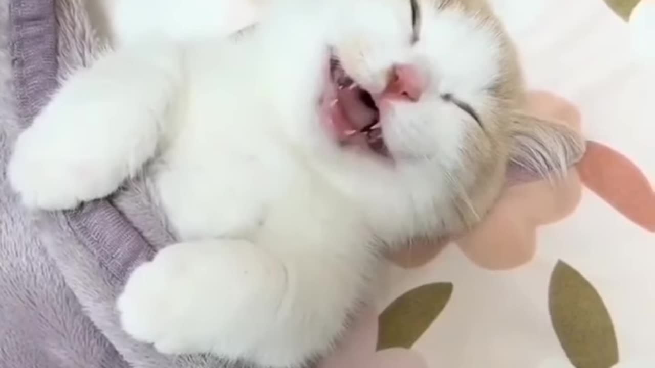 Funny Animal Videos 2023 ππ Funniest Cats and Dogs Videos πΊπΆ