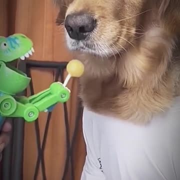 Dog food funny video 🤣 viral video