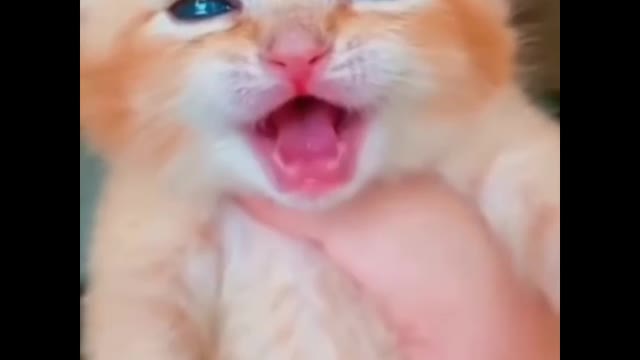 #shorts cat meme & kitten (tik tok video ] - funny cats meow baby cute compilation [ cat cash home