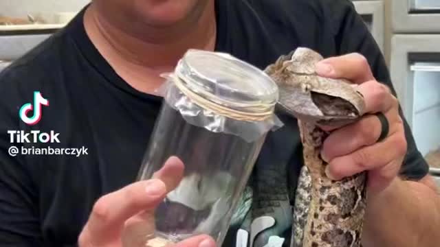 Milking a gaboon viper