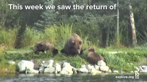 32 Chunk, 435 Holly and More are Back for the Fall Feast | Best of Bear Cam