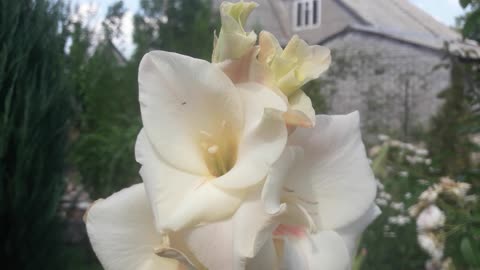 Gladiolus flower