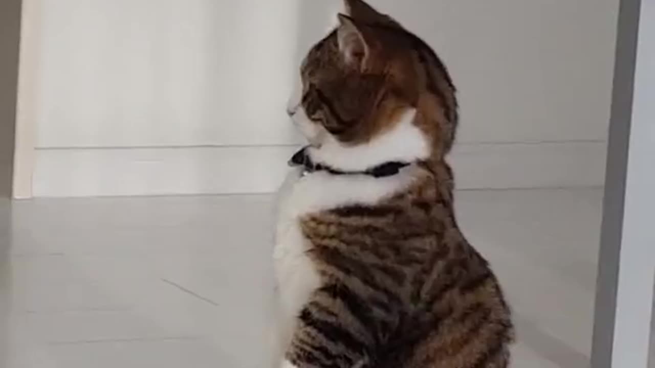 Cute Kitty Likes to Balance on Back Legs