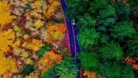 Road in the bird view