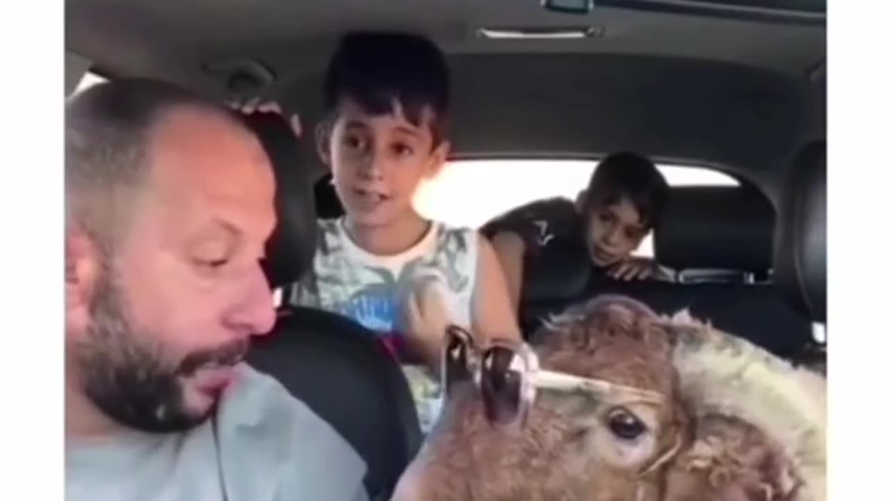 Funny goat with his teacher 😂🤣