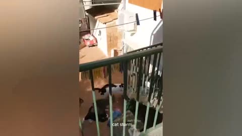 funny animals video