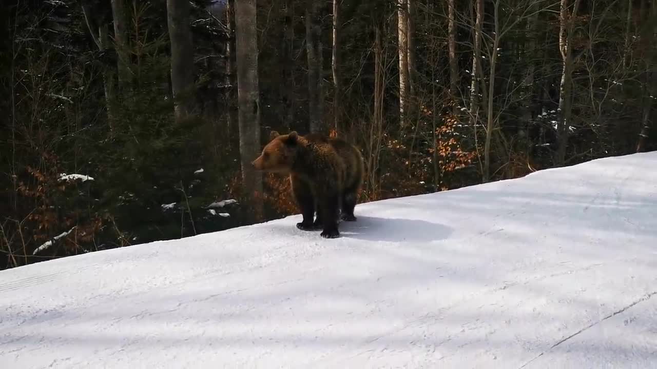 Skiing with the bear on the slope - 9 Martie 2021, Partia Cocosul Predeal Romania, by Mister Fox