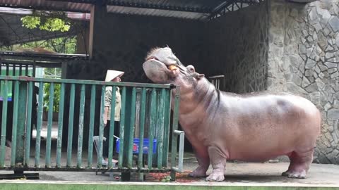 Feed the hippopotamus first