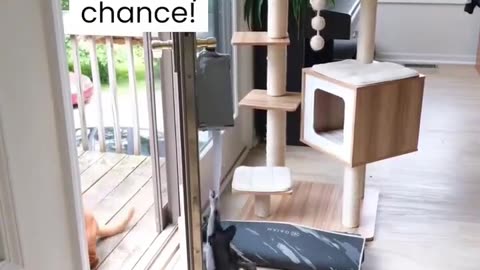 The guy taught his dog to open the door